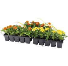 Studentenblumen in Pflanzschalen