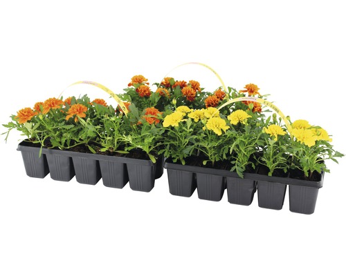 Studentenblumen in Pflanzschalen