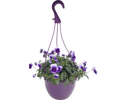 Hornveilchen FloraSelf Viola cornuta Ø 25 cm Topf, farblich sortiert