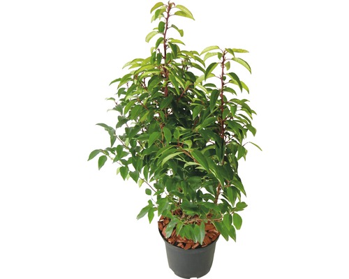 Heckenpflanze FloraSelf Portugiesischer Kirschlorbeer Prunus lusitanica 'Angustifolia' H 50-60 cm im 3 Liter Topf ab 30 Stück auf Palette