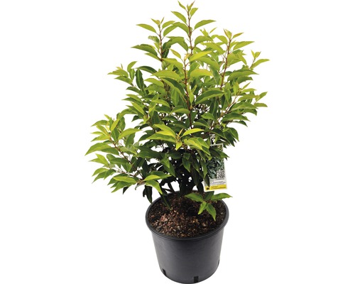 Heckenpflanze FloraSelf Portugiesischer Kirschlorbeer Prunus lusitanica 'Angustifolia' H 80-100 cm im 5 Liter Topf ab 25 Stück auf Palette-0