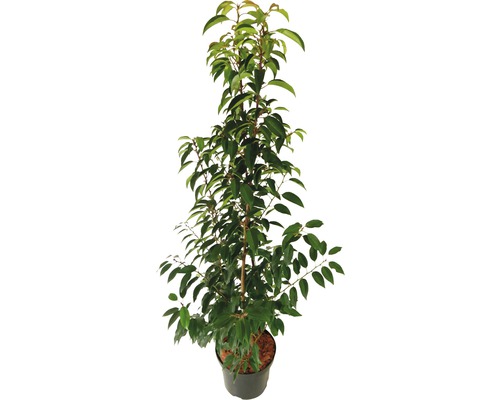 Heckenpflanze FloraSelf Portugiesischer Kirschlorbeer Prunus lusitanica 'Angustifolia' H 100-120 cm im 7,5 Liter Topf