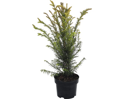 Heckenpflanze FloraSelf Europäische Eibe Taxus baccata H 80-100 cm im 10 Liter Topf