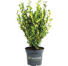 Buchsbaum-Alternative FloraSelf Ilex crenata 'Robustico' 20/30 cm im 2 Liter Topf-thumb-0