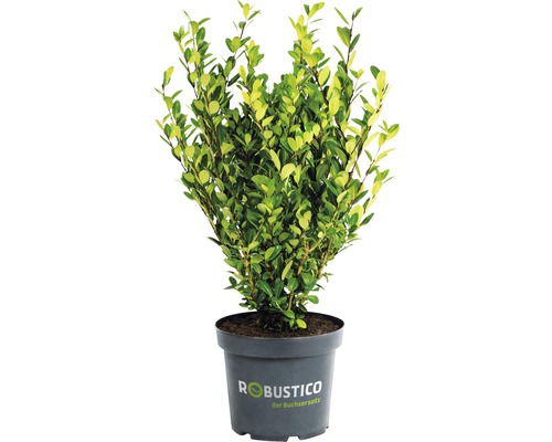 Buchsbaum-Alternative FloraSelf Ilex crenata 'Robustico' 20/30 cm im 2 Liter Topf