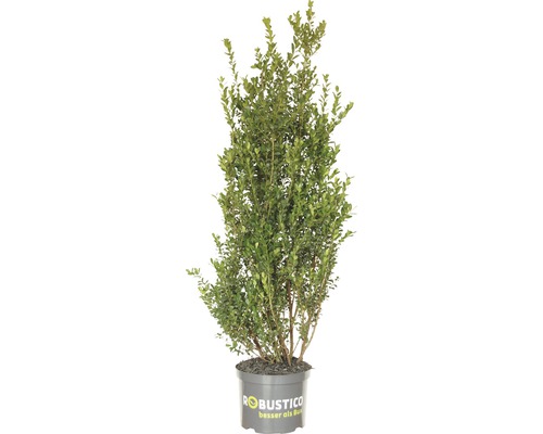 Buchsbaum-Alternative FloraSelf Ilex crenata 'Robustico' H 50-60 cm ab 25 Stück auf Palette