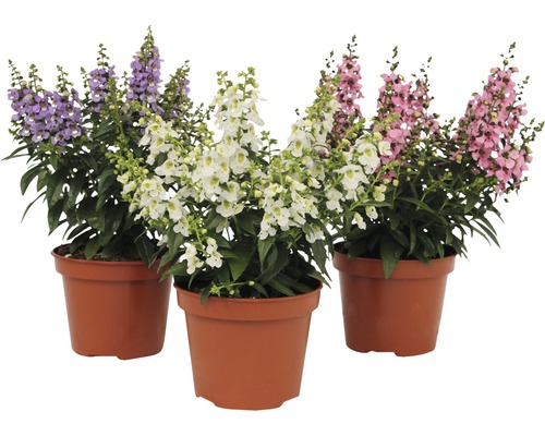 Drei Topfpflanzen mit Blüten