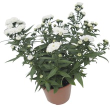 Topfastern mit weißen Blüten und grünen Blättern im Topf