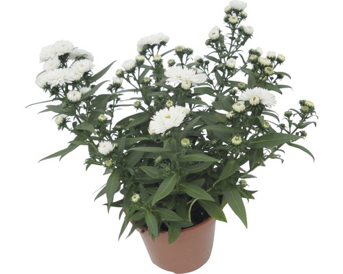 Topfastern mit weißen Blüten und grünen Blättern im Topf