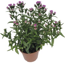 Topfblume mit purpurfarbenen Blütenknospen und grünen Blättern