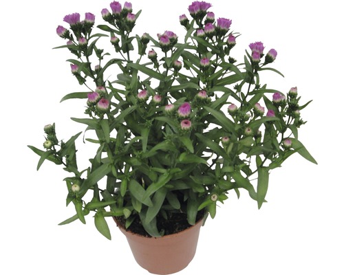 Topfblume mit purpurfarbenen Blütenknospen und grünen Blättern