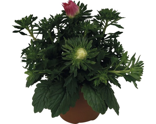 Aster im Topf mit Knospen und Blüten