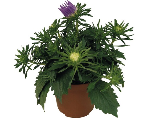Sommeraster FloraSelf Callistephus chinensis 'Starlight' H 20-25 cm Ø 12 cm Topf Topfblume mit lila Blüte und grünen Blättern