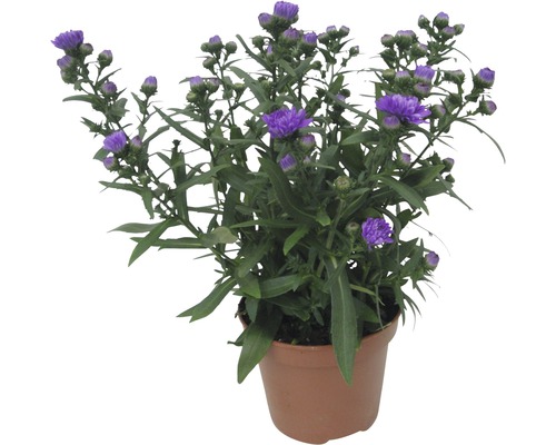 Topfastern mit lila Blüten im Topf