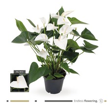 Anthurie im Topf mit weißen Blüten und grünen Blättern