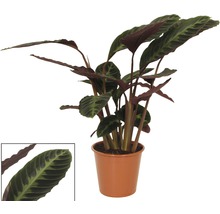 Gebetspflanze im Topf