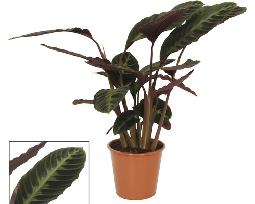 Gebetspflanze im Topf