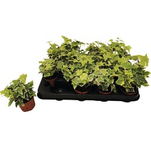 Efeu-Pflanzen in Töpfen auf einem Tablett