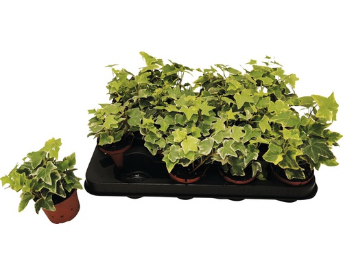 Efeu-Pflanzen in Töpfen auf einem Tablett