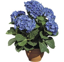 Blaue Hortensie im Topf
