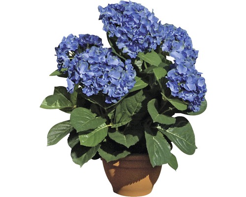 Blaue Hortensie im Topf