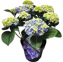 Hortensie im Topf mit blau-gelben Blüten
