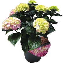 Hortensie im Topf mit grünen und rosafarbenen Blüten