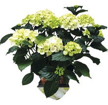 Hortensie im Topf mit grünen und weißen Blüten
