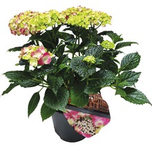 Hortensie im Topf