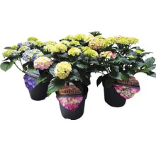 Mehrere Hortensien im Topf