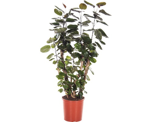 Glänzende Fiederaralie FloraSelf Polyscias scutellaria 'Fabian' H 120-130 Ø 27 cm Topf verzweigt