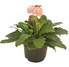 Gerbera Pflanze im Topf