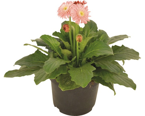 Gerbera Pflanze im Topf