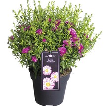 Aster Pink Topas im Topf