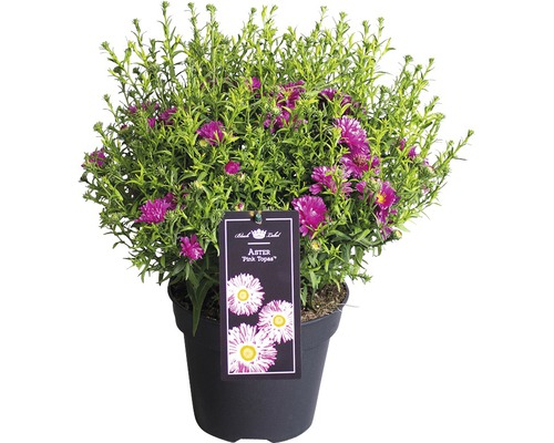 Aster Pink Topas im Topf