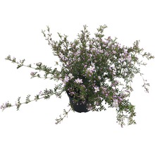 Strauch mit kleinen Blüten im Topf