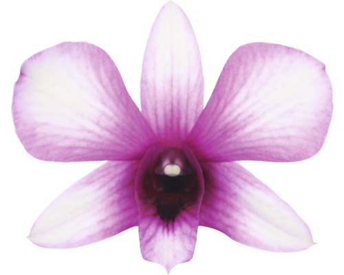 Nahaufnahme einer lila-weißen Orchideenblüte