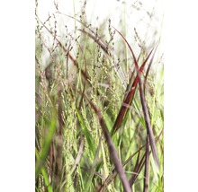 Detailaufnahme von Ziergräsern im Gartenbeet.