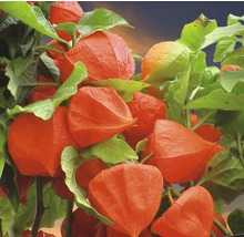 Lampionblume mit orangefarbenen Blüten und grünen Blättern