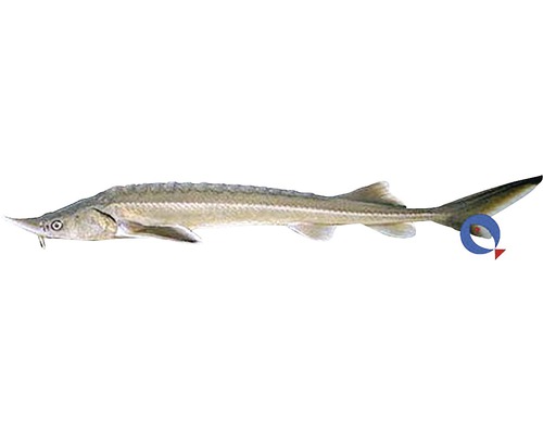 Stör Fisch