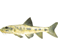 Saugbarbe Fisch