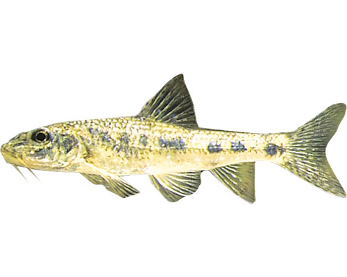 Saugbarbe Fisch