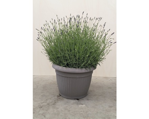 Lavendel in einem Topf