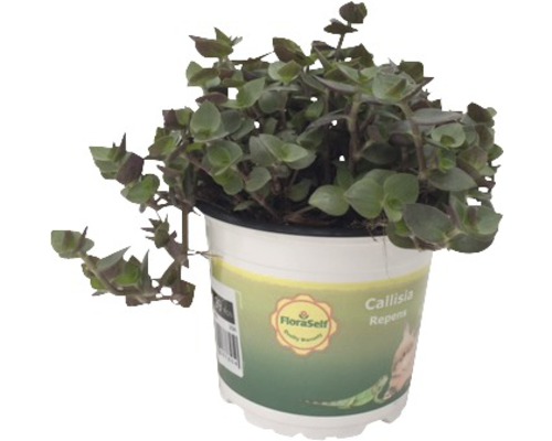 Kriechendes Schönpolster PetSnack FloraSelf Callisia repens H 15-17 cm Ø 12 cm Topf