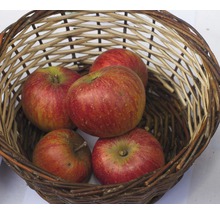 Äpfel in einem Weidenkorb