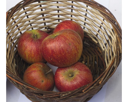 Äpfel in einem Weidenkorb