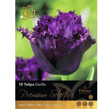 Blumenzwiebel Premium Tulpe 'Gorilla' 10 Stk.