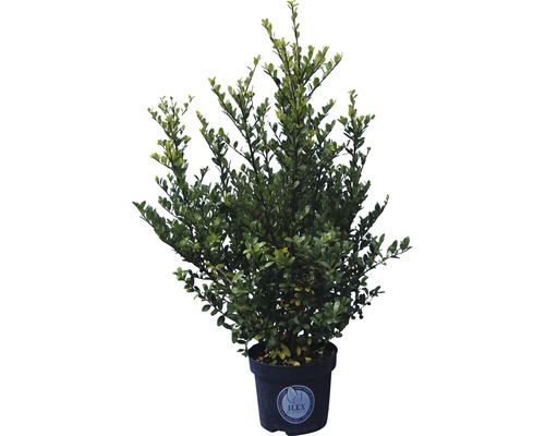 Buchsbaum-Alternative Berg-Ilex 'Dark Green' 20/30 cm 2 L-Topf