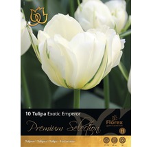 Blumenzwiebel Premium Tulpe 'Exotic Emperor' 10 Stk