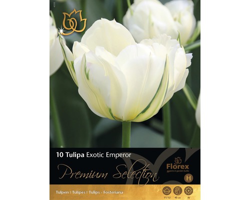 Blumenzwiebel Premium Tulpe 'Exotic Emperor' 10 Stk